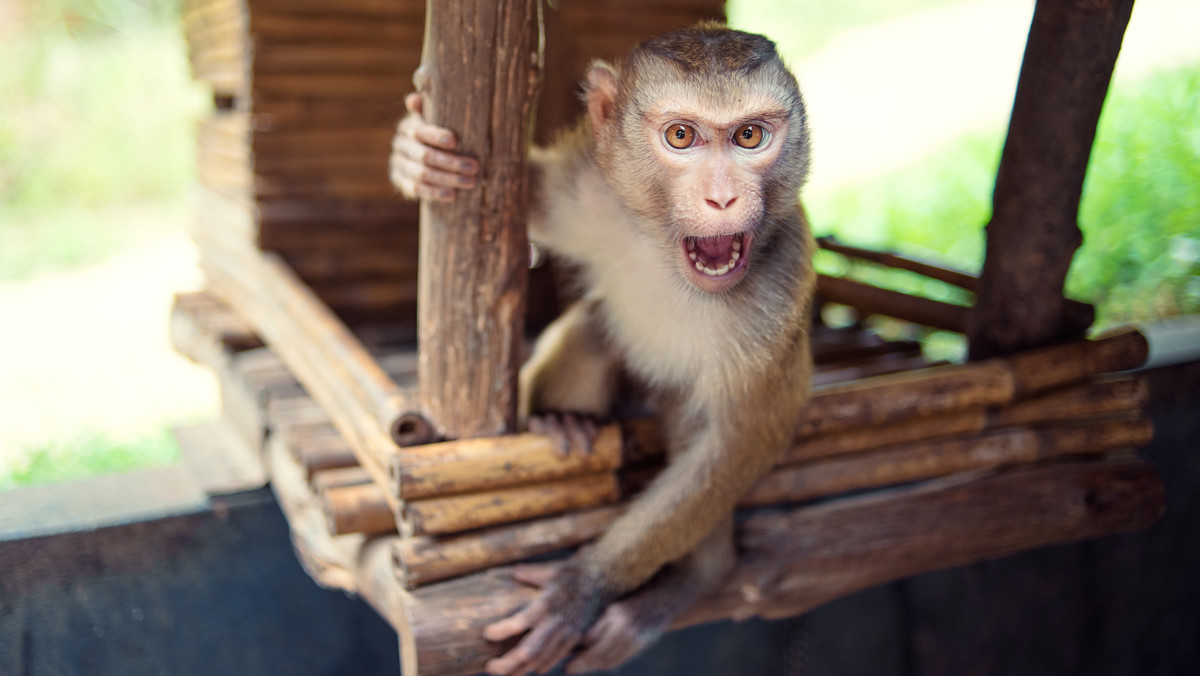 Dlaczego małpy atakują ludzi - ekspertka od naczelnych wyjaśnia 