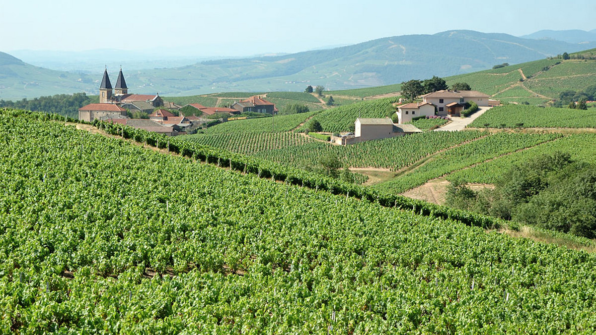 Zwiedzanie połączone z degustowaniem wina to jedna z najbardziej dynamicznie rozwijających się gałęzi przemysłu turystycznego na świecie. Oferty w samej Francji mnożą się w zawrotnym tempie, a nad Sekwaną powstał nawet wirtualny przewodnik po francuskich winnicach.