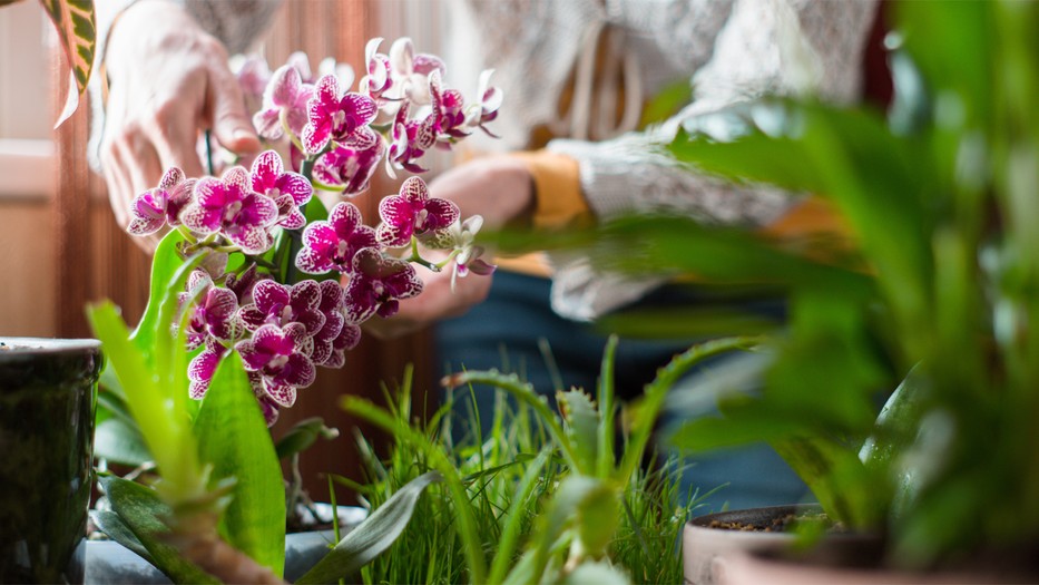 Beindul az orchidea! Fotó: Shutterstock