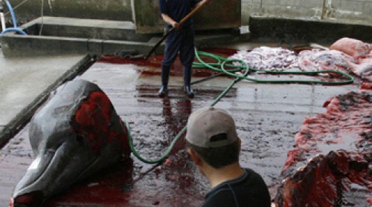 Segélypénzből gyilkolják a bálnákat