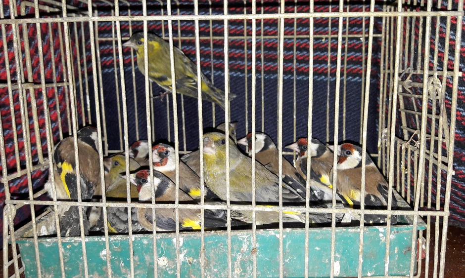 Češuljari, zelentarke i čižak