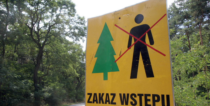 Plaga owadów w Polsce. Ludzie nie wychodzą z domów, zakaz wstępu do lasów