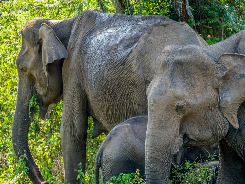 Słonie na Sri Lance