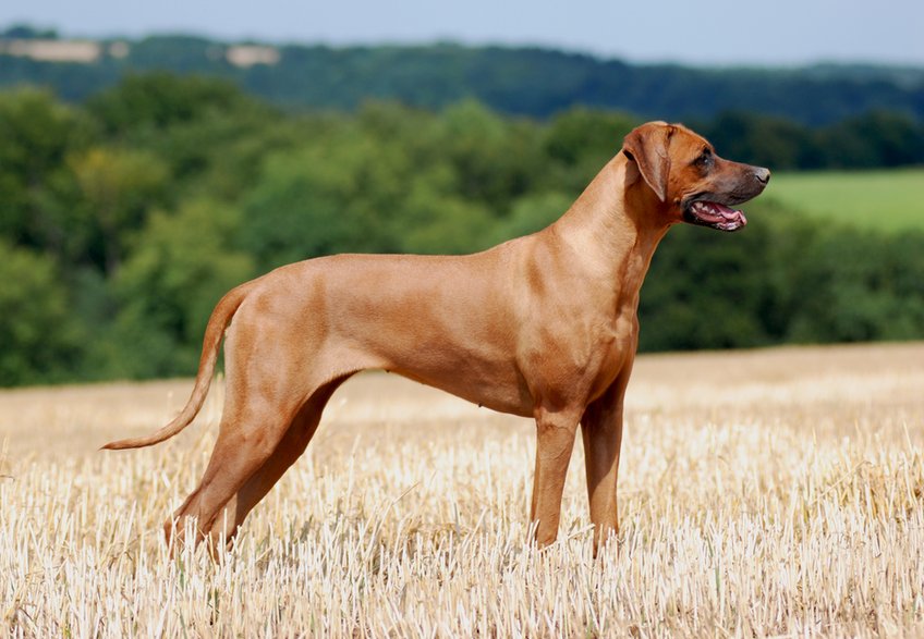 Rhodesian ridgeback