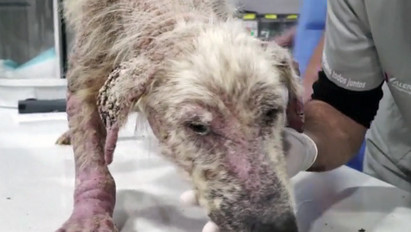 Van remény: csodálatos dolog történt a haldokló kutyával - videó