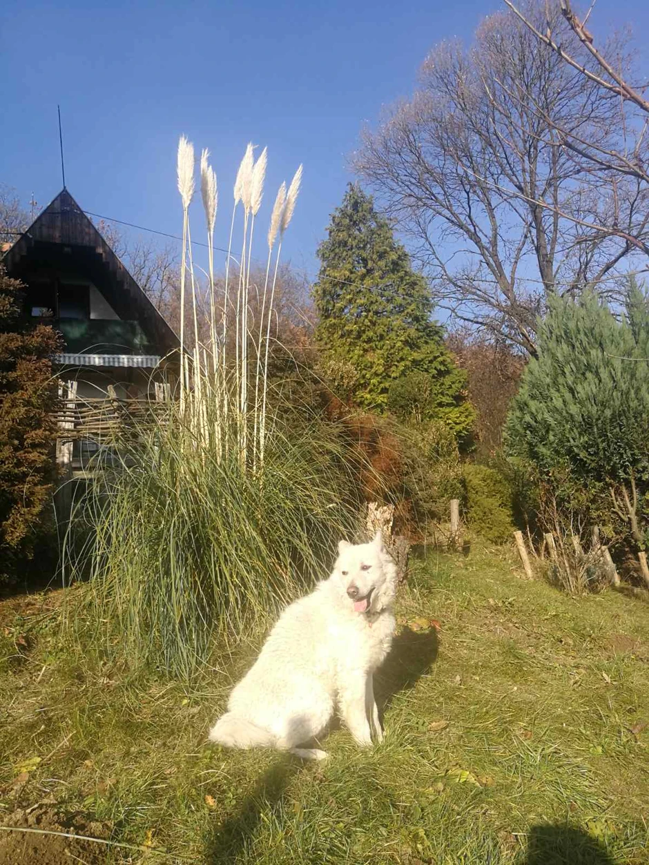 Otrovani pas Mališa