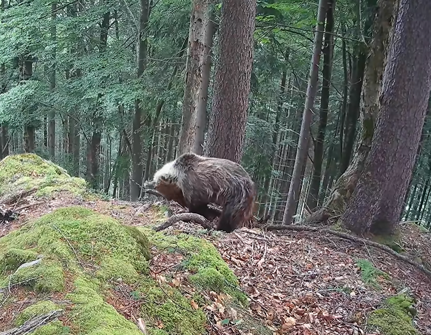 Medveď spal na jednom mieste viac ako päť hodín.