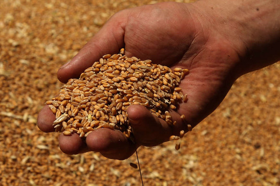 Na Produktnoj berzi zaključen prvi ugovor za novi rod pšenice:  Najviše se trgovalo kukuruzom, cena nastavile da rastu