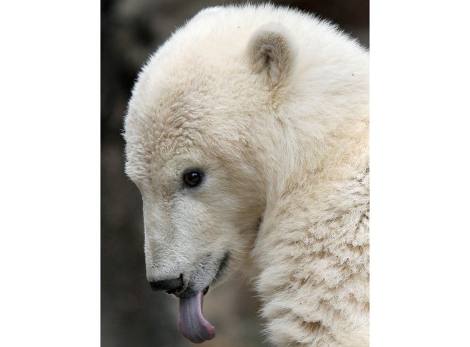 Knut uwieczniony na zdjęciu 1 lipca 2007 roku