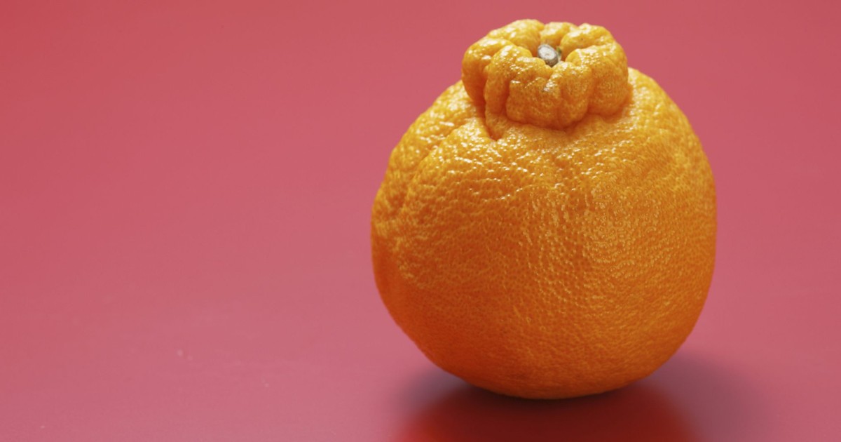 What The Heck Are Sumo Oranges And Why Are They Everywhere? Pulse Ghana