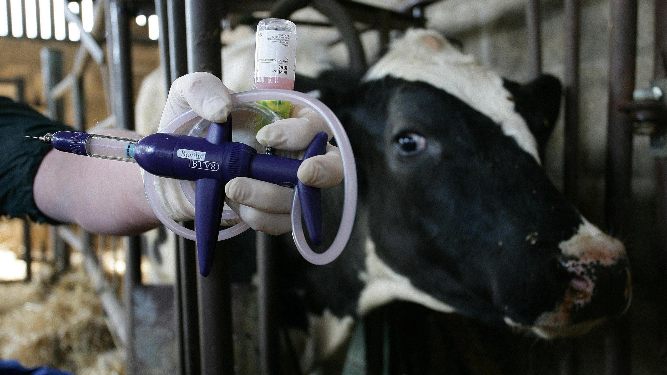 Bluetongue outbreak forces Royal Ulster Fair to cancel cattle classes