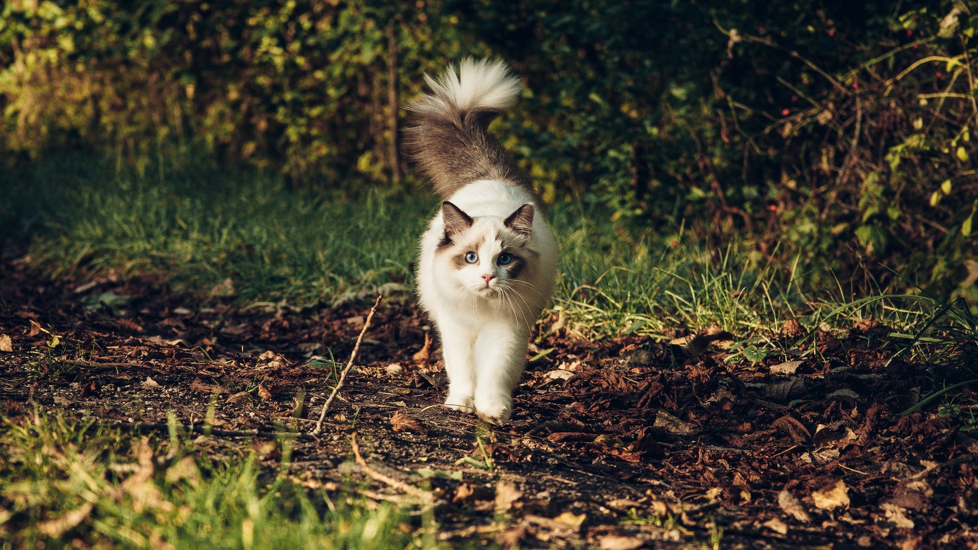 Fascinujúci inštinkt alebo čisté šťastie, ako naozaj funguje vnútorný kompas mačiek?