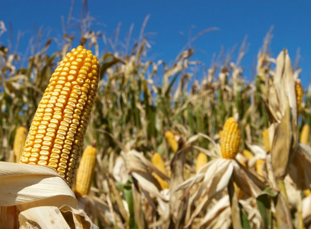 GMO wkroczy do Polski? PiS ostrzega przed rządową propozycją