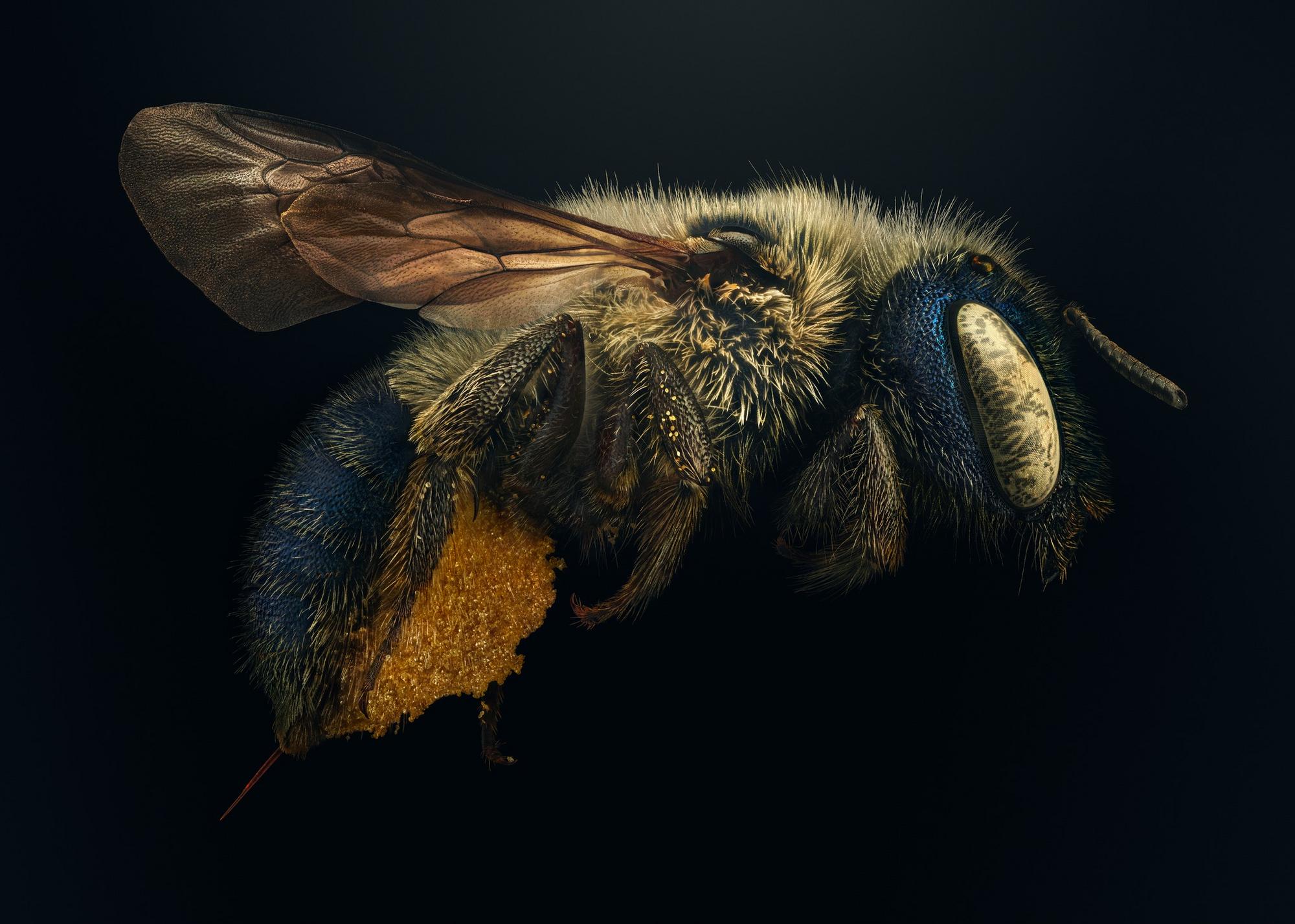 Včela s názvom Osmia calaminthae
