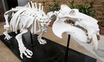 Szkielet Hipolita atrakcją ogrodu zoologicznego 