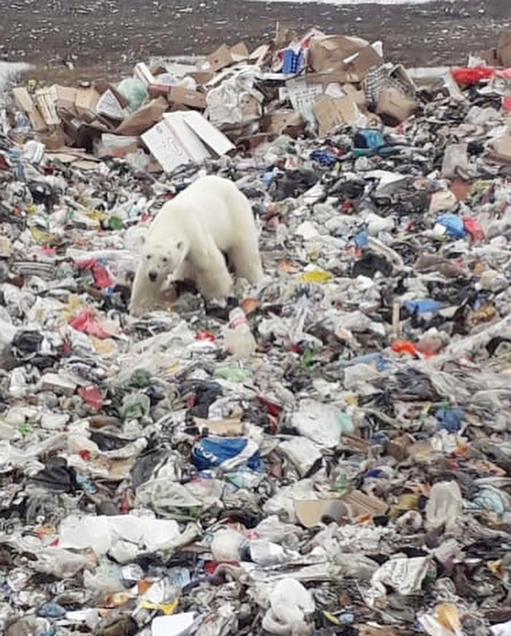 Izgladneli polarni medved u ruskom Noriljsku