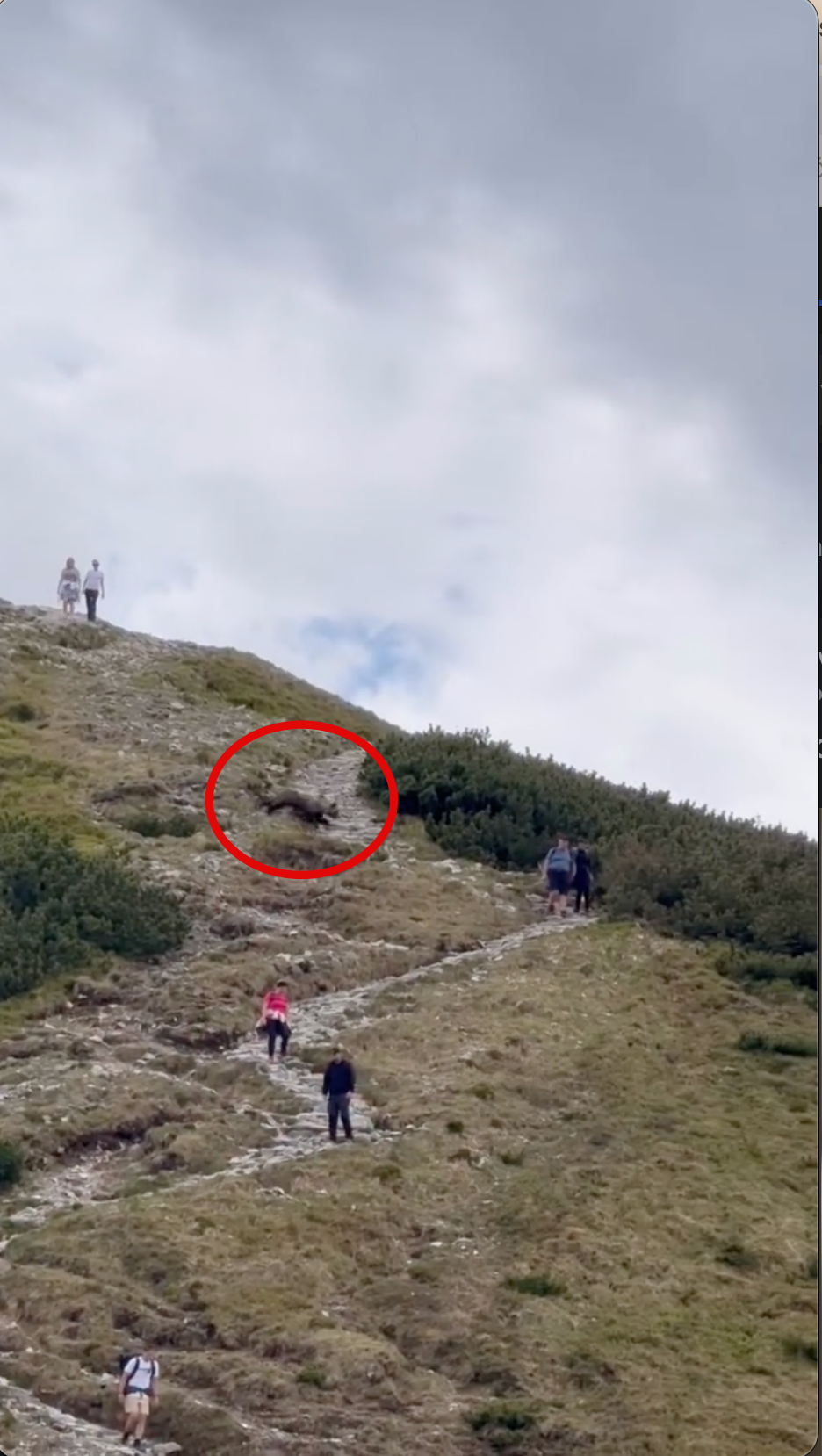 Medveď prebehol pomedzi turistov. 