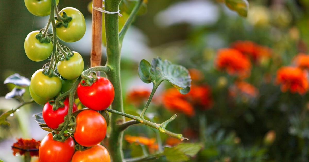 Jak poprawić smak domowych pomidorów? Prosty trik z sodą oczyszczoną może zdziałać cuda