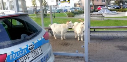 Rogate pasażerki na przystanku pekaesu. Ludzie przecierali oczy ze zdumienia. Czy to jakiś żart?...