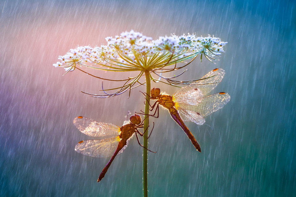 Wyróżnienie: "Parasol", fot. Petar Sabol