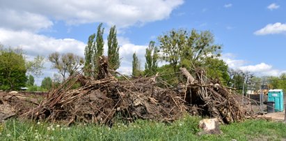 Skandal! Wytną 400 drzew na małym osiedlu