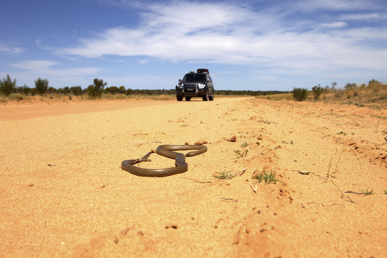 Wąż na pustynnej drodze w Australii