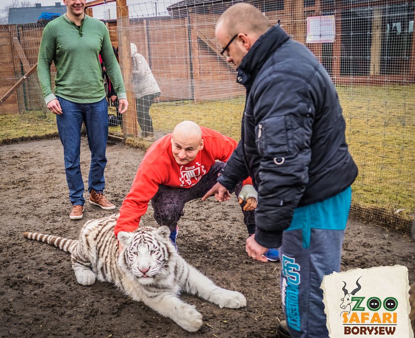 Artur Szpilka i Andrzej Wawrzyk bawili się z tygrysami