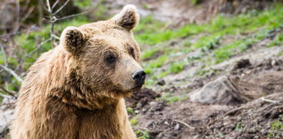 Groza w Tatrach. 72-latek chciał zrobić selfie z niedźwiedziem. Marnie skończył...
