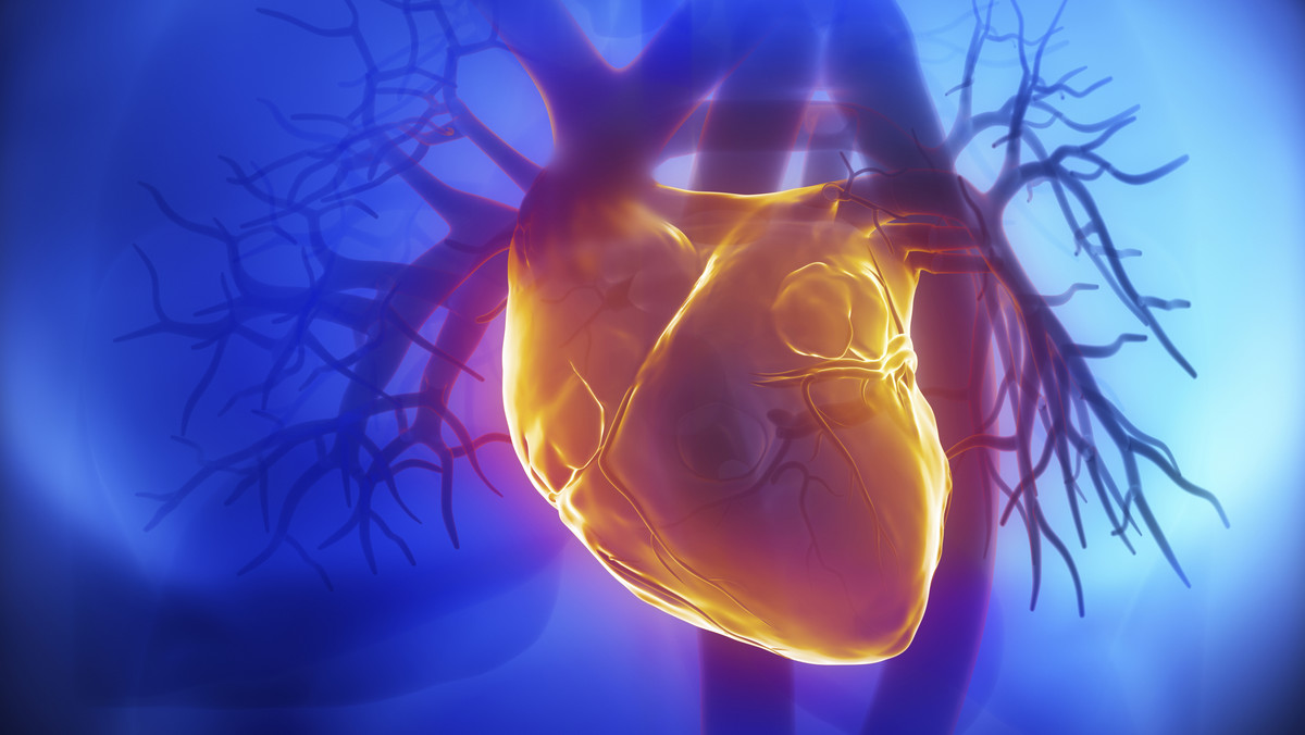 Model serca pacjenta wykonany z użyciem technologii 3D wykorzystano podczas przygotowań do poniedziałkowej operacji naprawy zastawki serca w Centrum Badawczo-Rozwojowym American Heart of Poland w Bielsku-Białej.