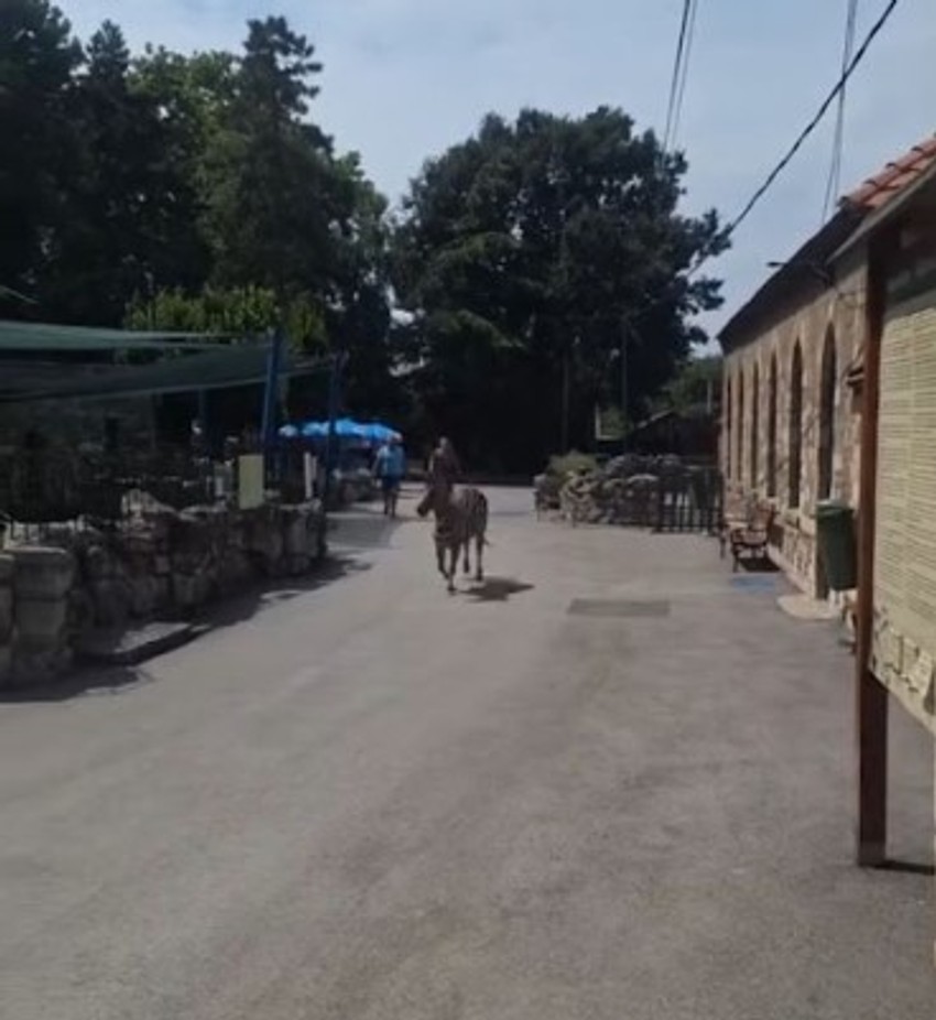 Odbegla zebra u Beo Zoo Vrtu