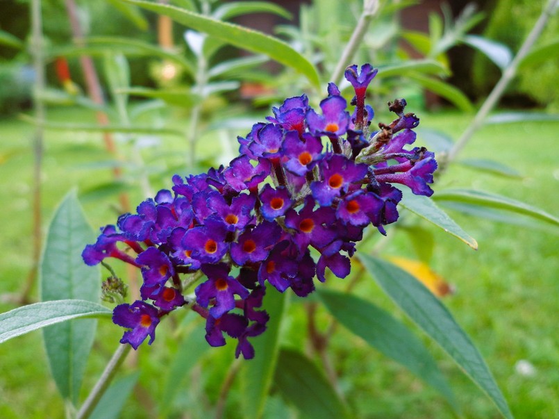 Budleja dawida 'black Knight'