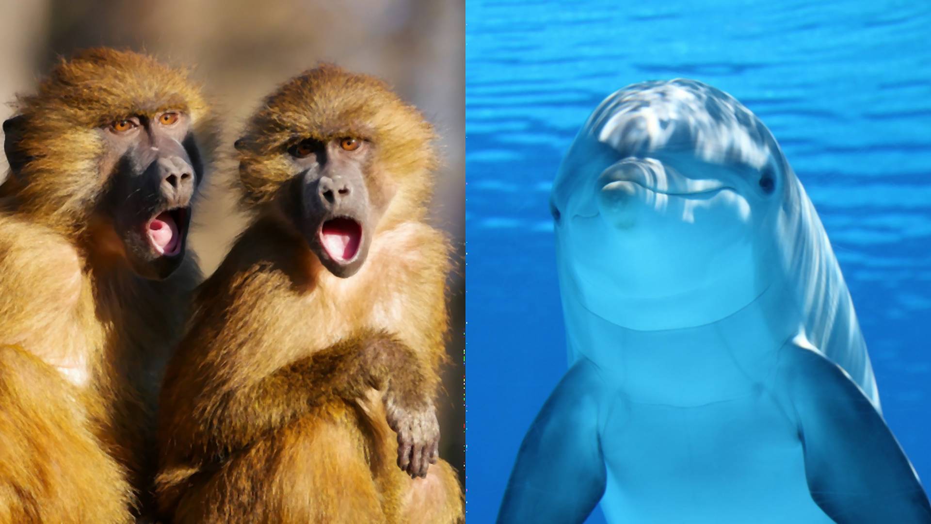 Masturbácia delfínov či krvilačné opice: Zamestnanci zdieľajú temné tajomstvá zoologických záhrad