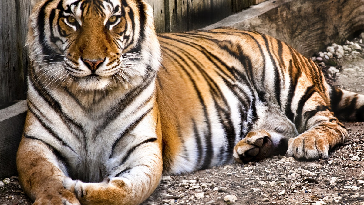 Zoo w Poznaniu na swojej stronie na Facebooku udostępniło post rodziców, którzy chwalą się, że umieścili swoje dziecko bardzo blisko tygrysów. W "Faktach" TVN dyrekcja Zoo poinformowała o złożeniu doniesienia.