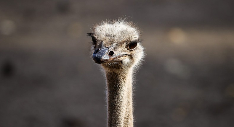 An ostrich is seen at Safari West in Santa Rosa of Sonoma County, California, United States on October 26, 2022.Tayfun Coskun/Anadolu Agency via Getty Images