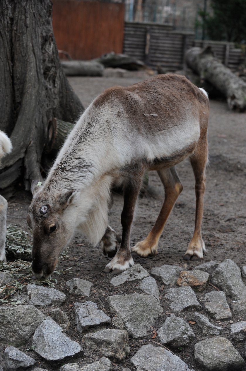 Renifer Rudolf z wrocławskiego zoo