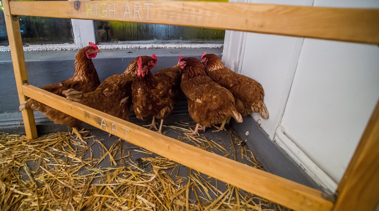 Már 226 állattartó telepen mutatták ki a madárinfluenza - korábban világjárványt okozó - H5N8 típusát Bács-Kiskun és Csongrád megyében. /Fotó:MTI