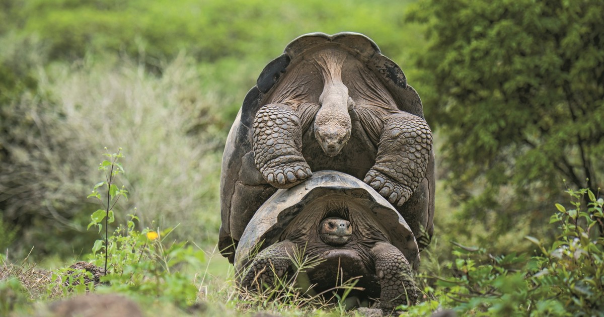 Miłość okazują sobie podobnie jak my. Z wiernością też bywa u nich podobnie jak u ludzi