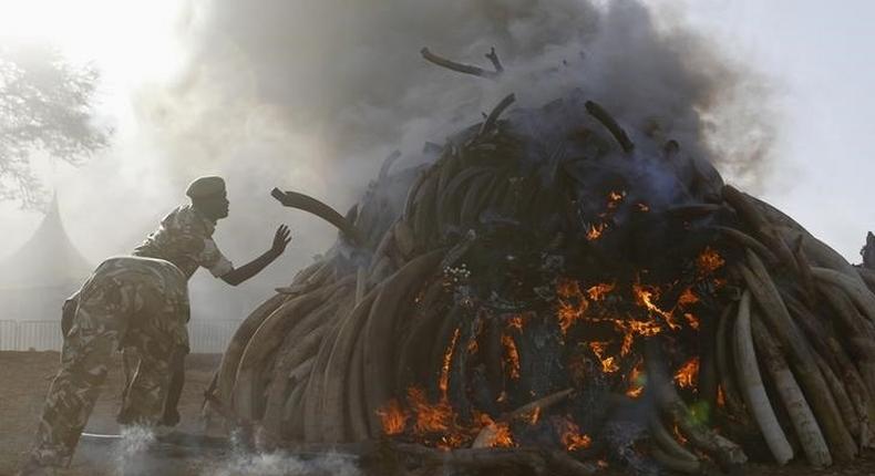 Kenya Wildlife Service rangers burn 15 tonnes of ivory confiscated from smugglers and poachers to mark the World Wildlife Day at the Nairobi National Park March 3, 2015. REUTERS/Thomas Mukoya