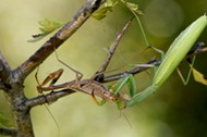 Modliszka zwyczajna (Mantis religiosa)