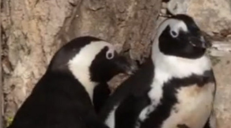 Egymásra gerjedt két hím pingvin