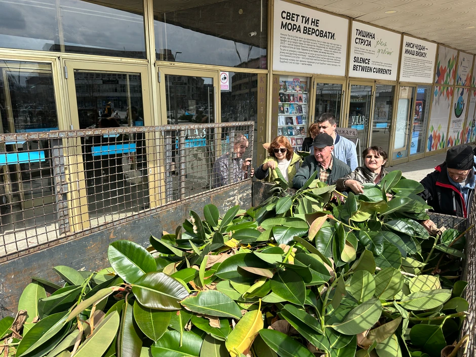 Džinovski fikus u Čačku