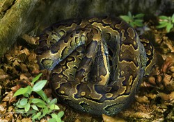 Schwytano największego pytona, jakiego kiedykolwiek zaobserwowano