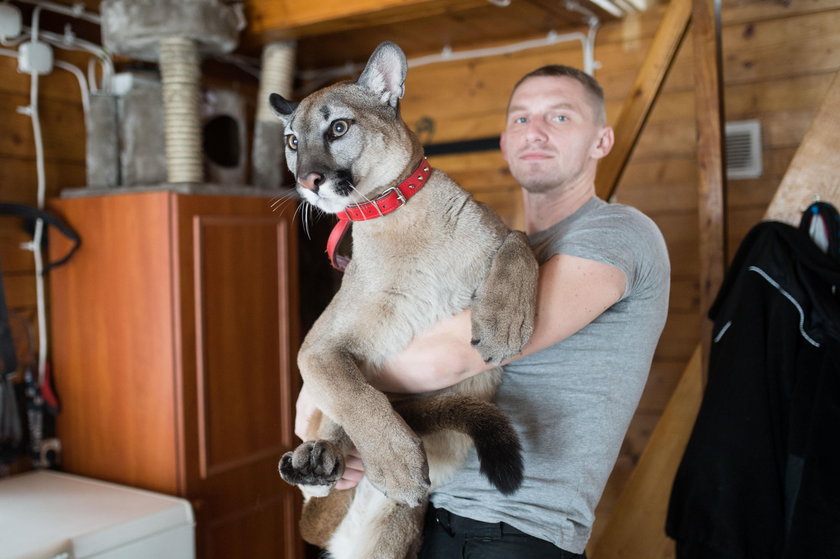 Koniec sporu o Nubię? Właściciel pumy i zoo w Poznaniu podpisali ugodę