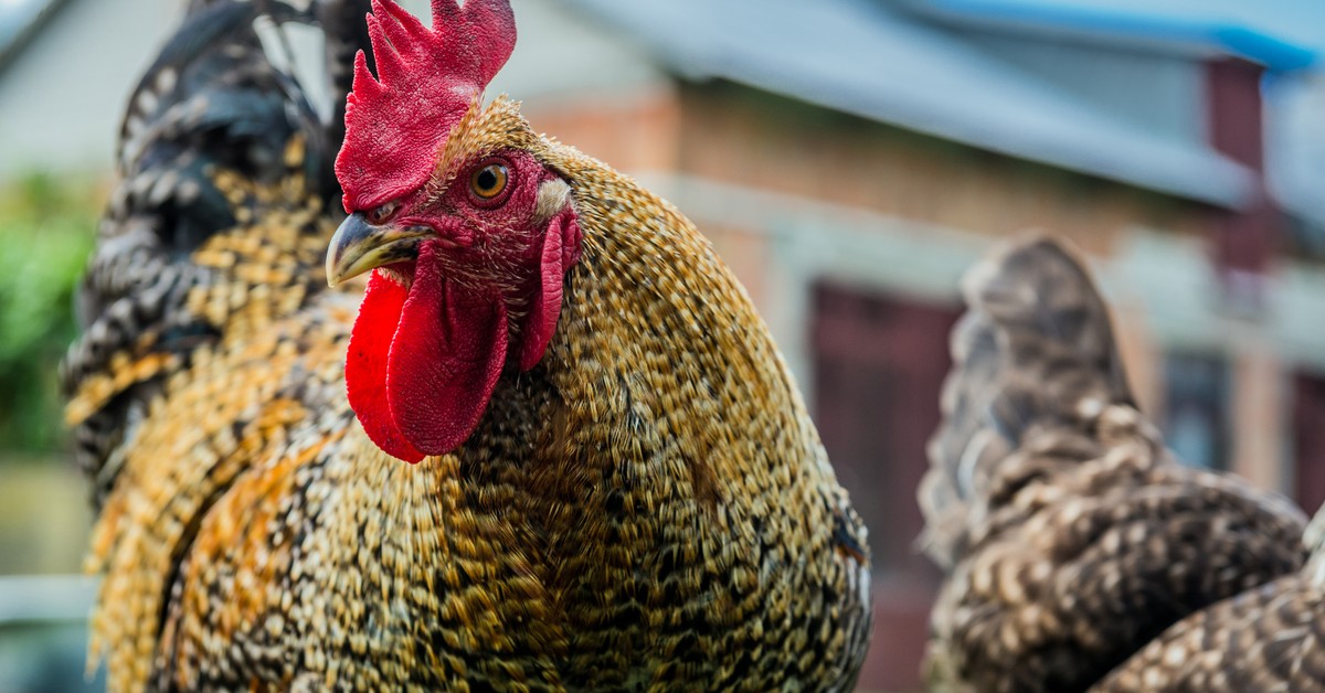 Pekin chętnie wykorzystuje argument dostępu do rynku