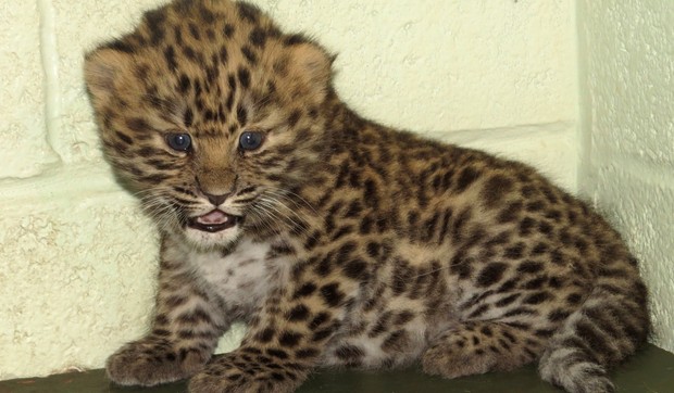 Mladunče leoparda - Ilustracija