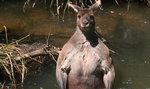 Kangur-kulturysta przyłapany podczas kąpieli