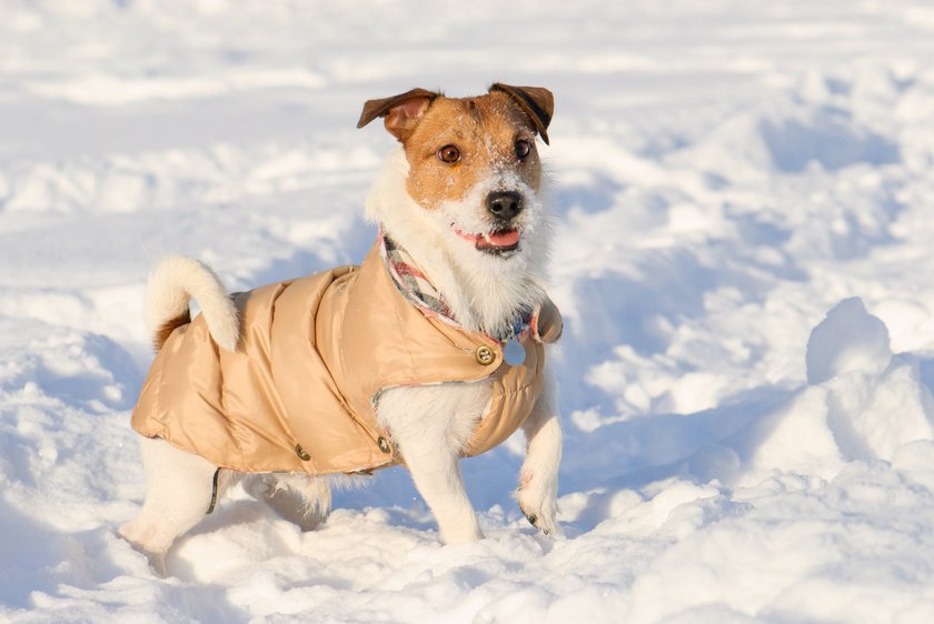 Jack russell terrier