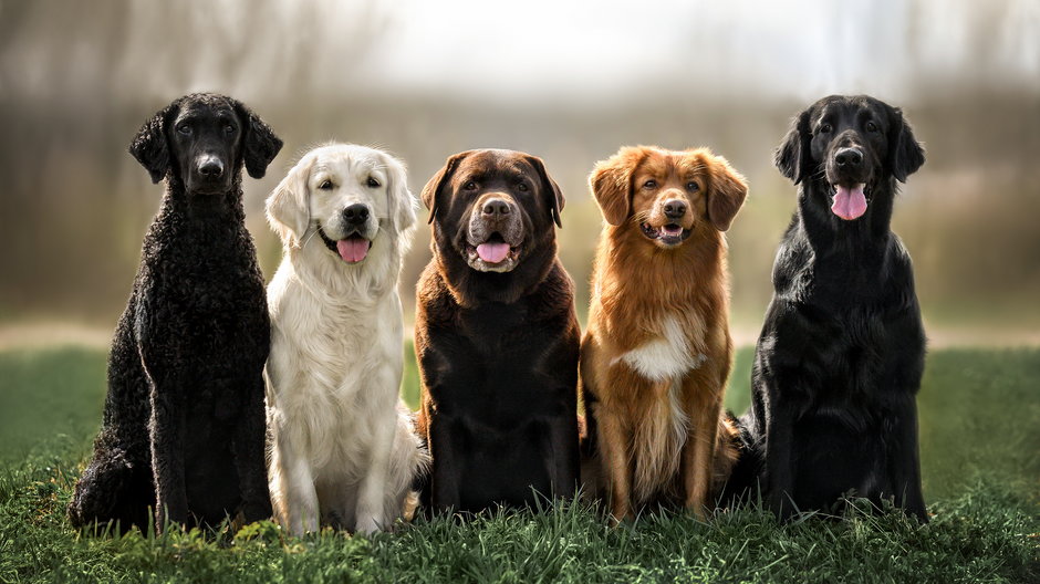 Niektóre rasy psów mają bardzo podobny wygląd - otsphoto/stock.adobe.com