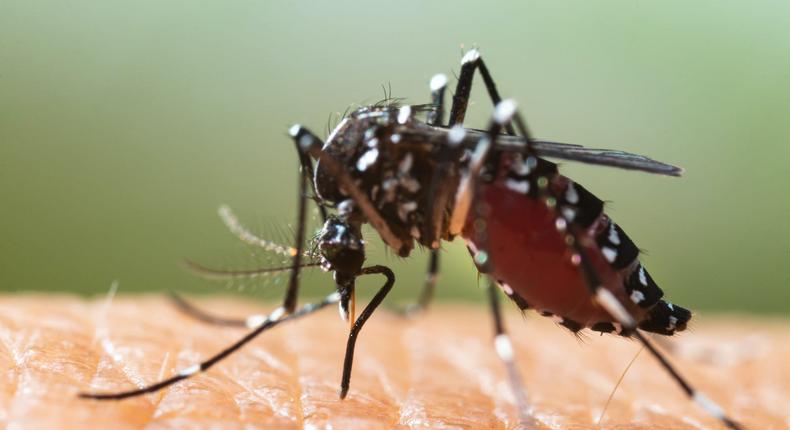 Gros plan d'un moustique suçant le sang d'un humain. Crédit : Shutterstock