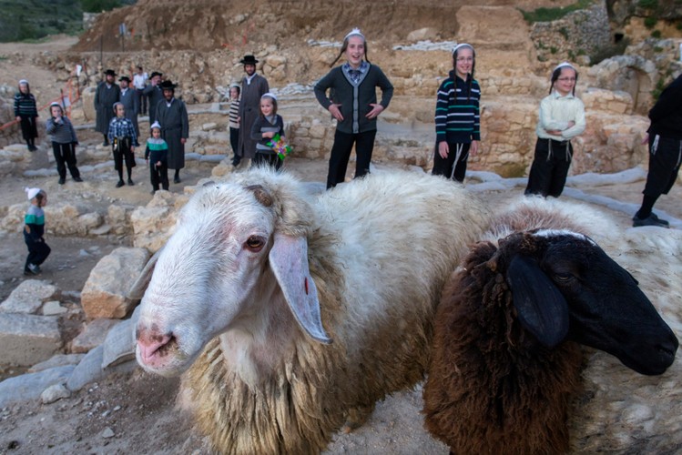 Ortodoksyjni Żydzi przygotowują się do Paschy. FOTOREPORTAŻ